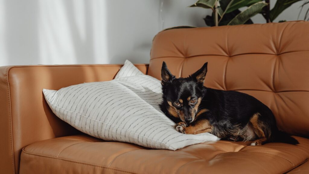 How to Clean Pee Off Couch Fast and Keep It Smelling Fresh Forever