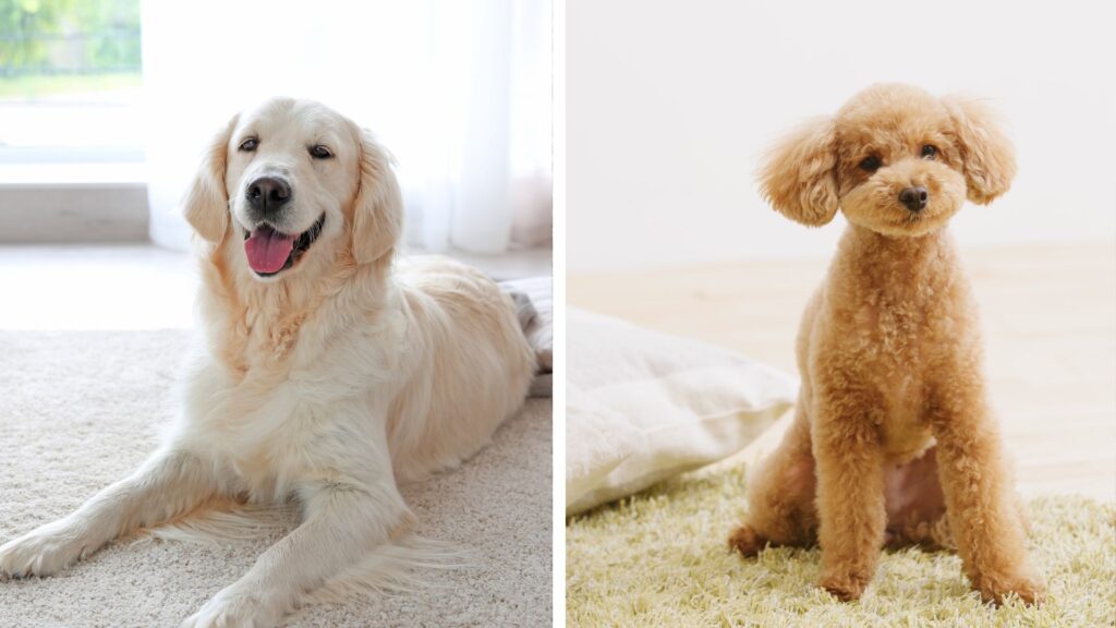 Nylon Vs Polyester Carpet: Which Holds Up Better With Dogs