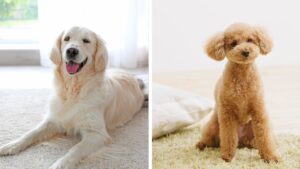 Nylon Vs Polyester Carpet: Which Holds Up Better With Dogs
